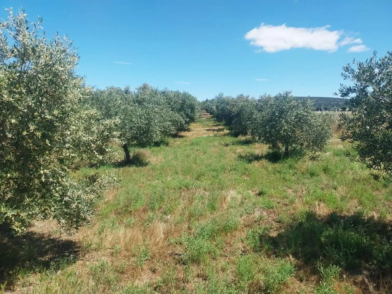 Grundstücke zum Verkauf in Hinojosa del Duque