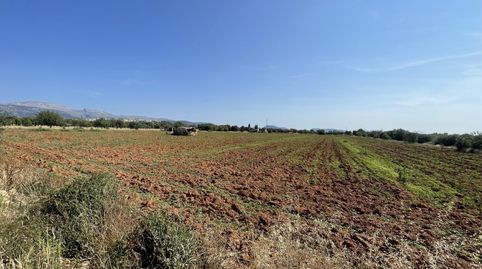 Parcela de campo con fantástico proyecto de chalet en venta en Búger, Mallorca, immagine 3