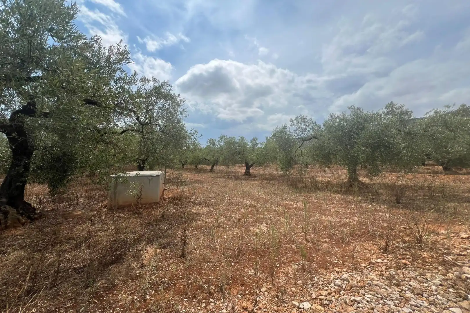 Finca rústica en venda en Freginals