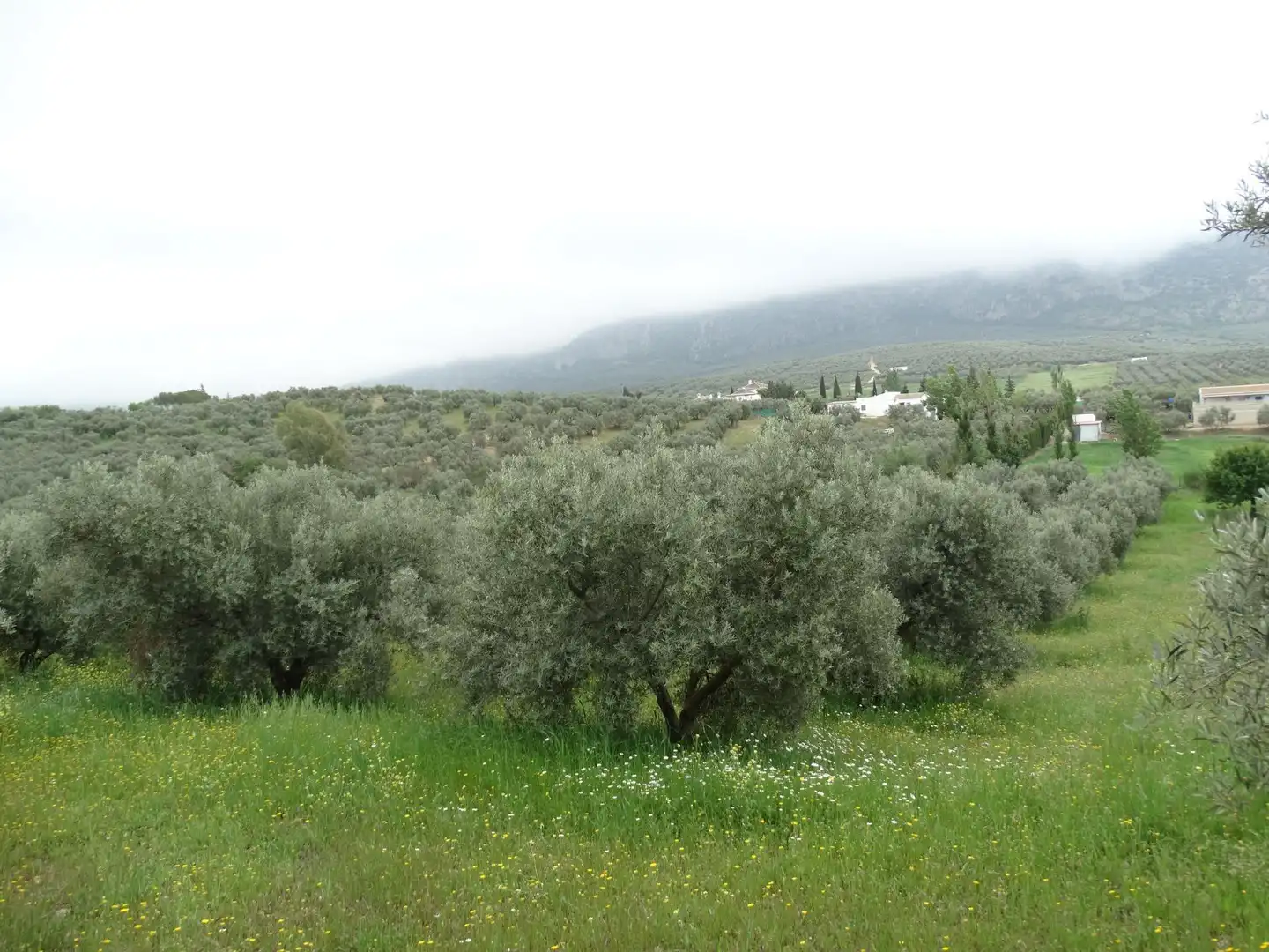 Lands and plots for sale in Calle CERRO LIMON, imagen 4