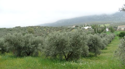 Foto 4 de Terreno en venta en Calle Cerro Limon , Cueva de Menga, Antequera