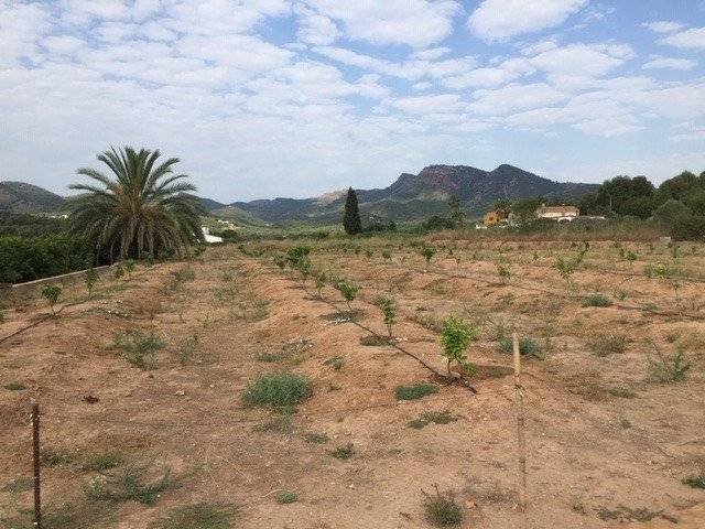 Terreno en Venta en Albalat dels Tarongers