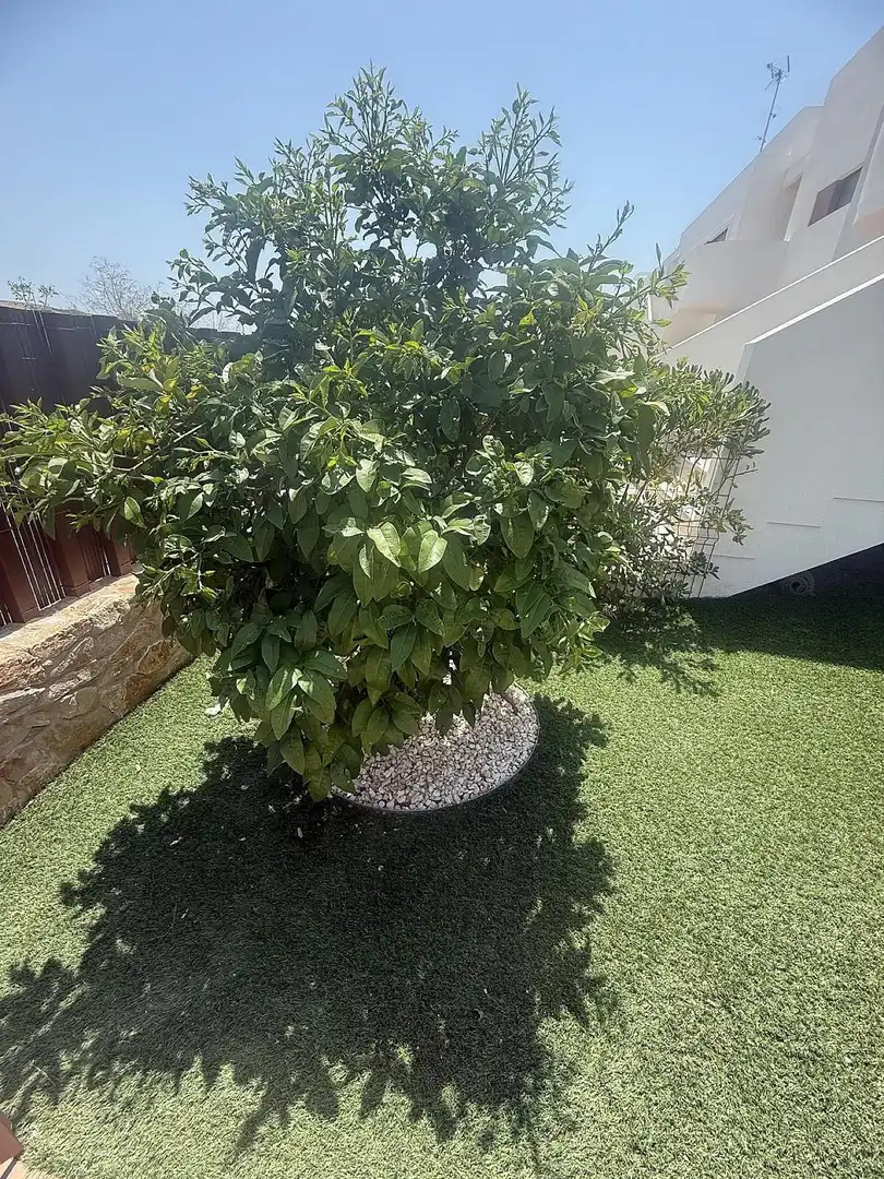 Mini appartamento in vendita a Los Montesinos, imagen 28