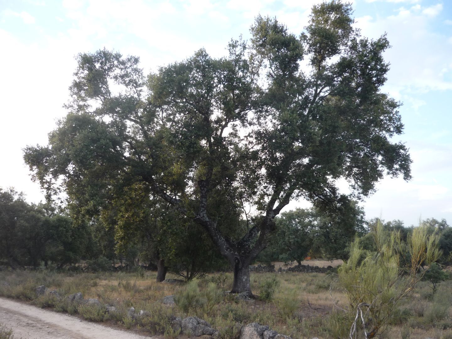 Land for sale in Chapinería