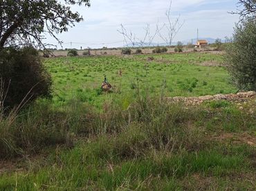 Rural land for sale in Alcossebre