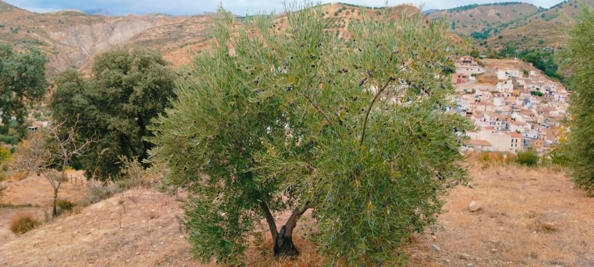 Jardí de Apartament en venda en Quéntar