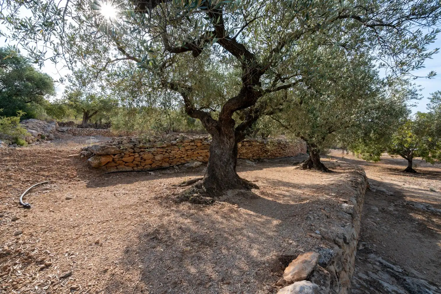 Rustikales Grundstück zum Verkauf in Carrer d'Arnau de Jardí 60, imagen 11