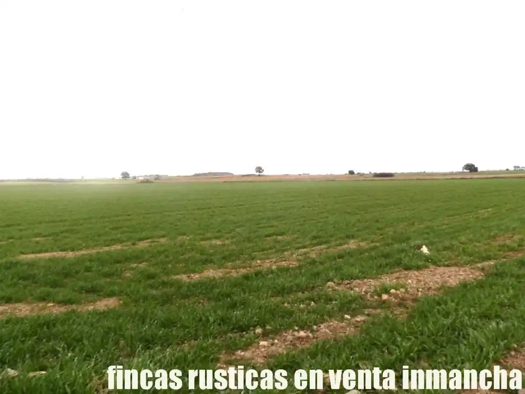 Terreno rústico en venta en Daimiel, imagen 2