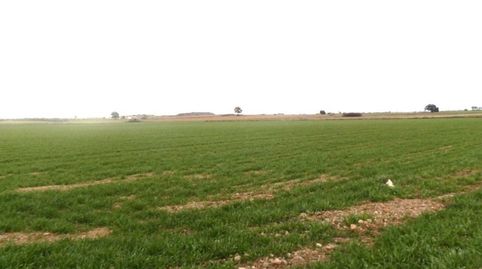 finca en venta 9 has. labor regadío en Daimiel (C.Real), immagine 2