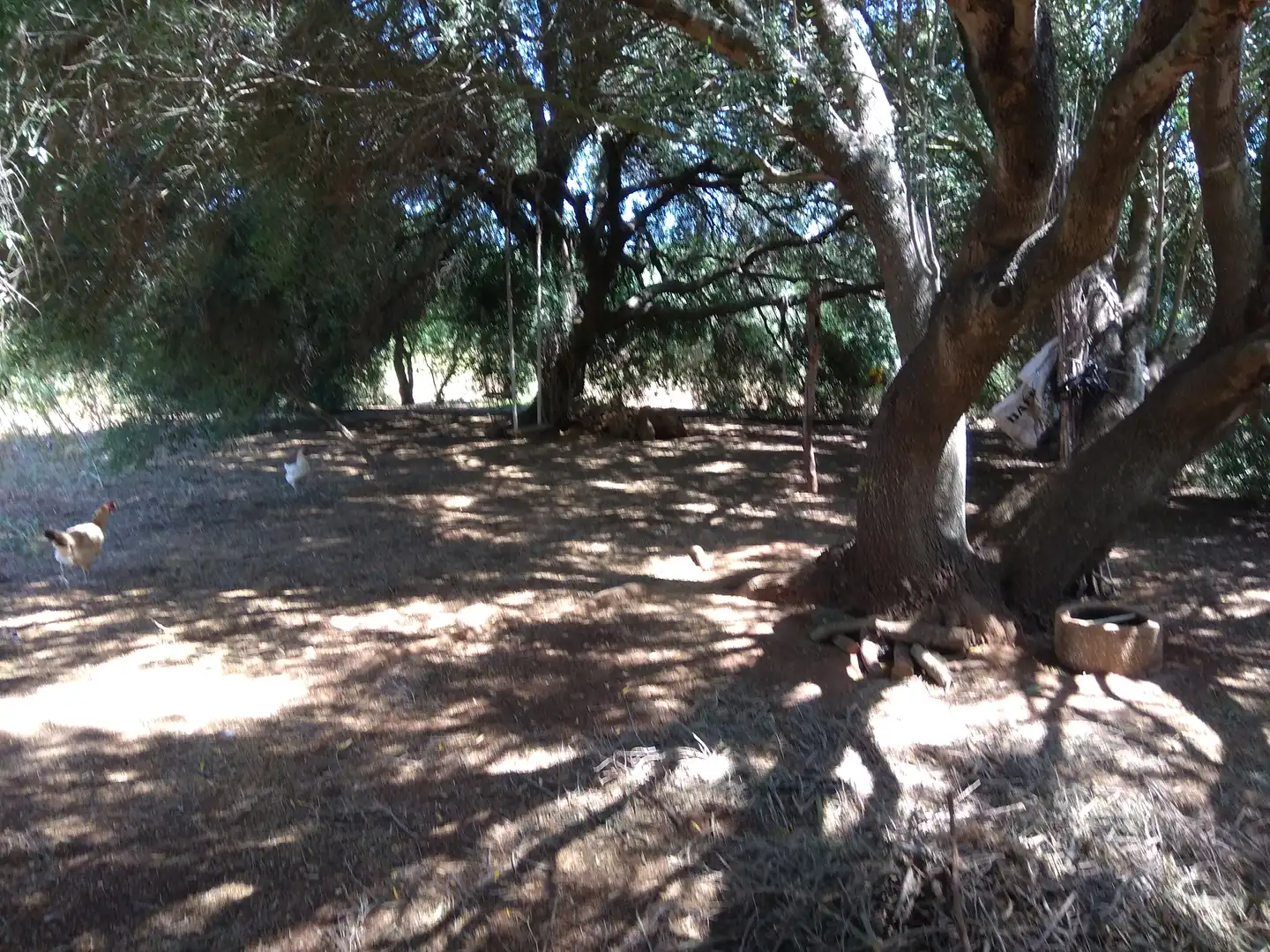 Terrain rustique à vendre à Vejer, imagen 13