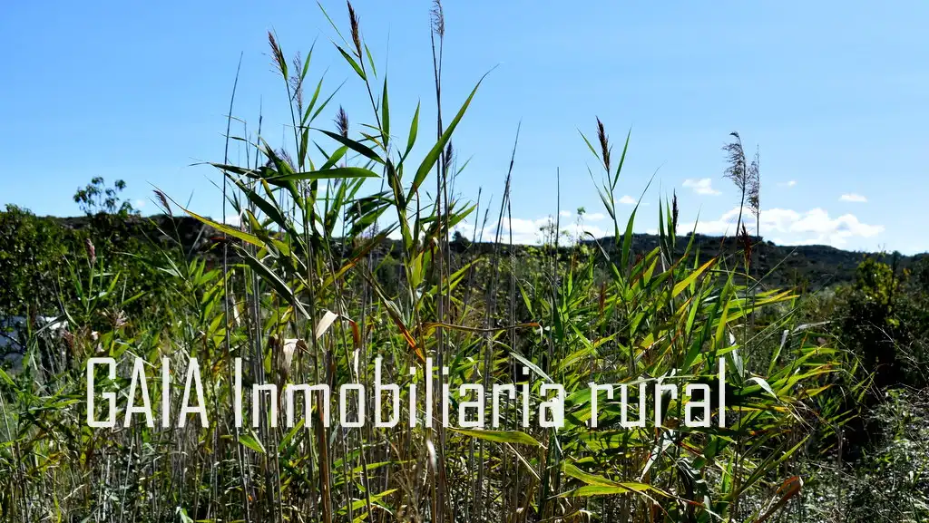 Terreni e lotti in vendita a Maella, imagen 9