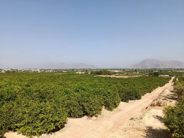 Rustikales Grundstück zum Verkauf in Jacarilla