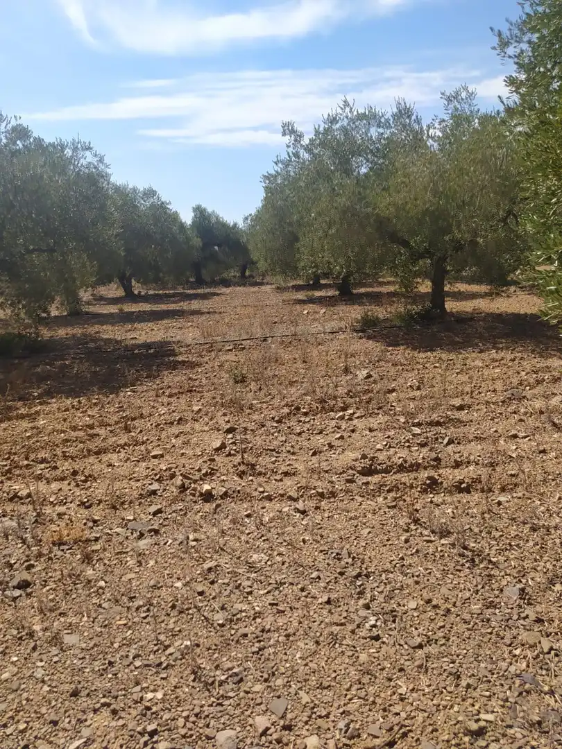 Terreny rústic en venda a Montbrió del Camp