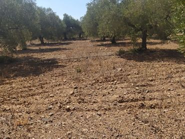 Terreny rústic en venda a Montbrió del Camp