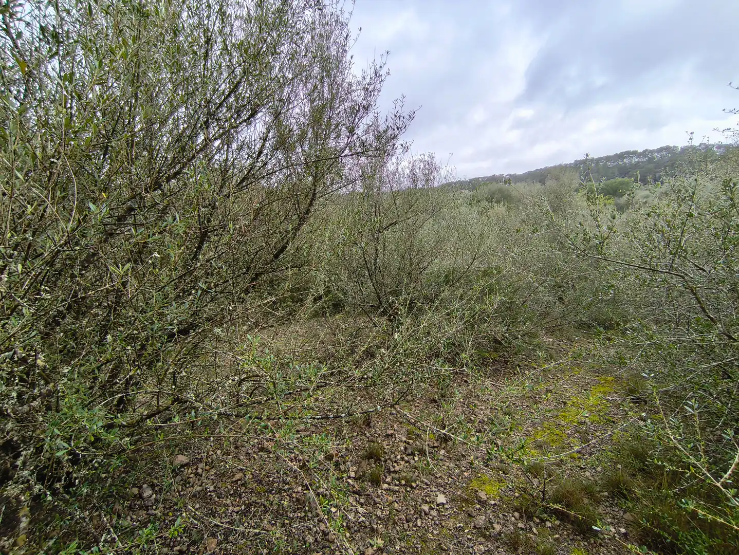 Terrain rustique à vendre à Sant Joan, imagen 3