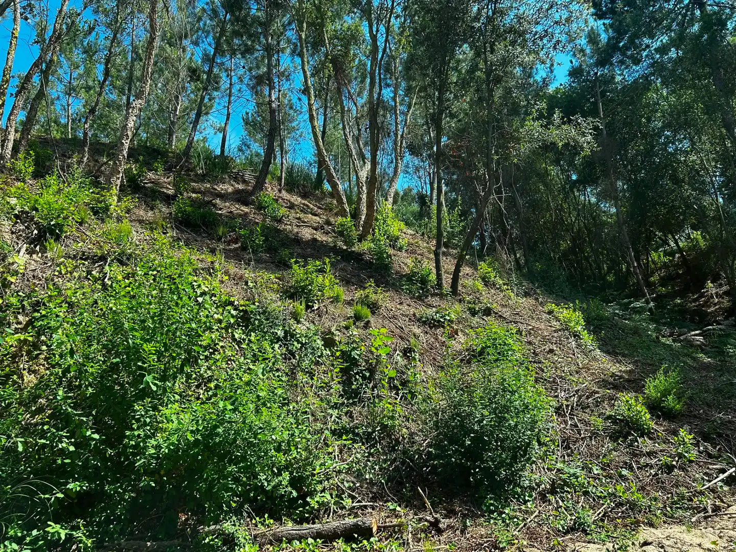 Terreno residencial en venta en Lloret Blau - La Creu de Lloret, imagen 11