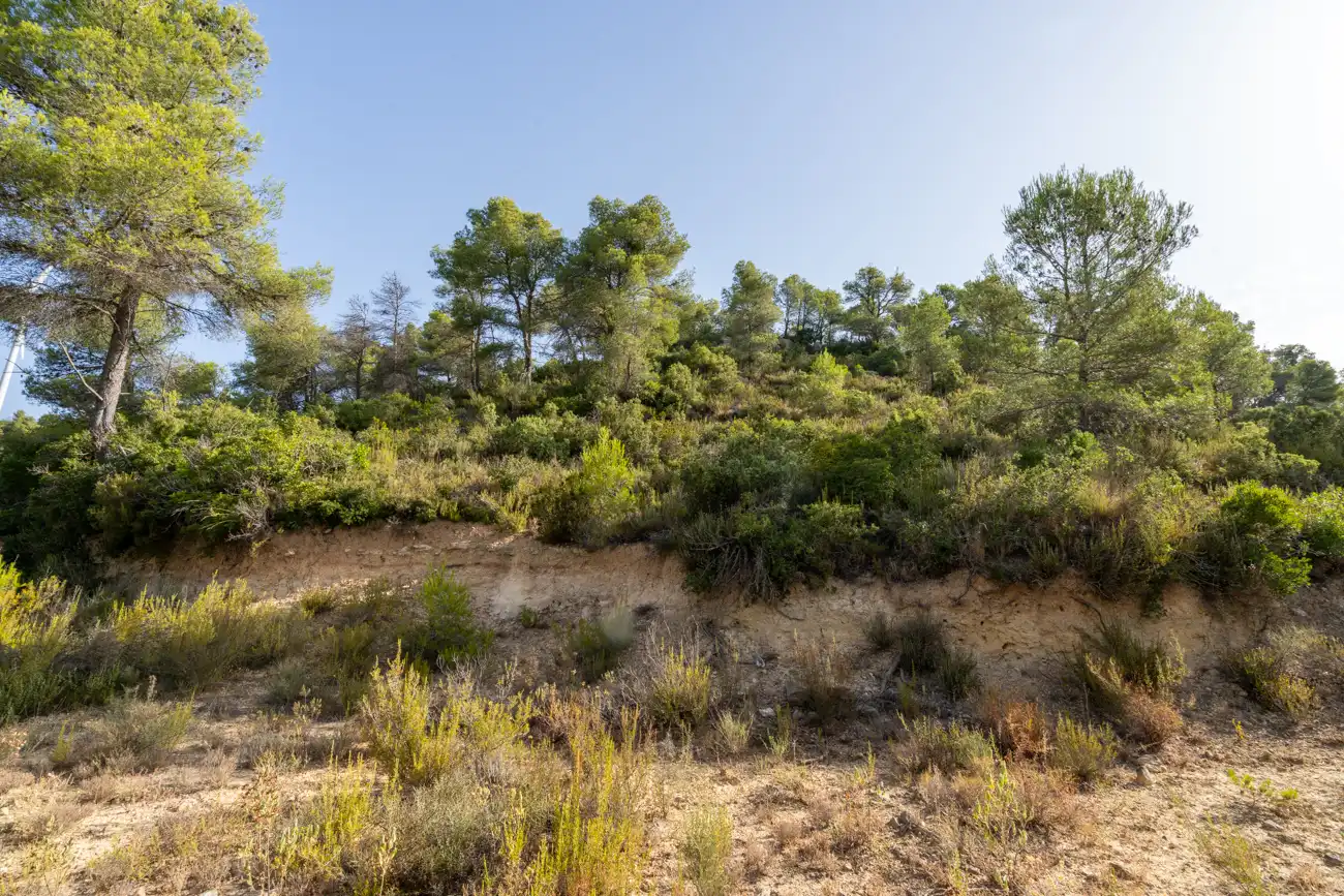 Land for sale in Caseres