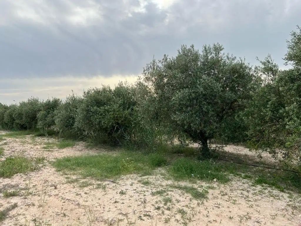 Terreny rústic en venda a Pedanías Oeste, imagen 3