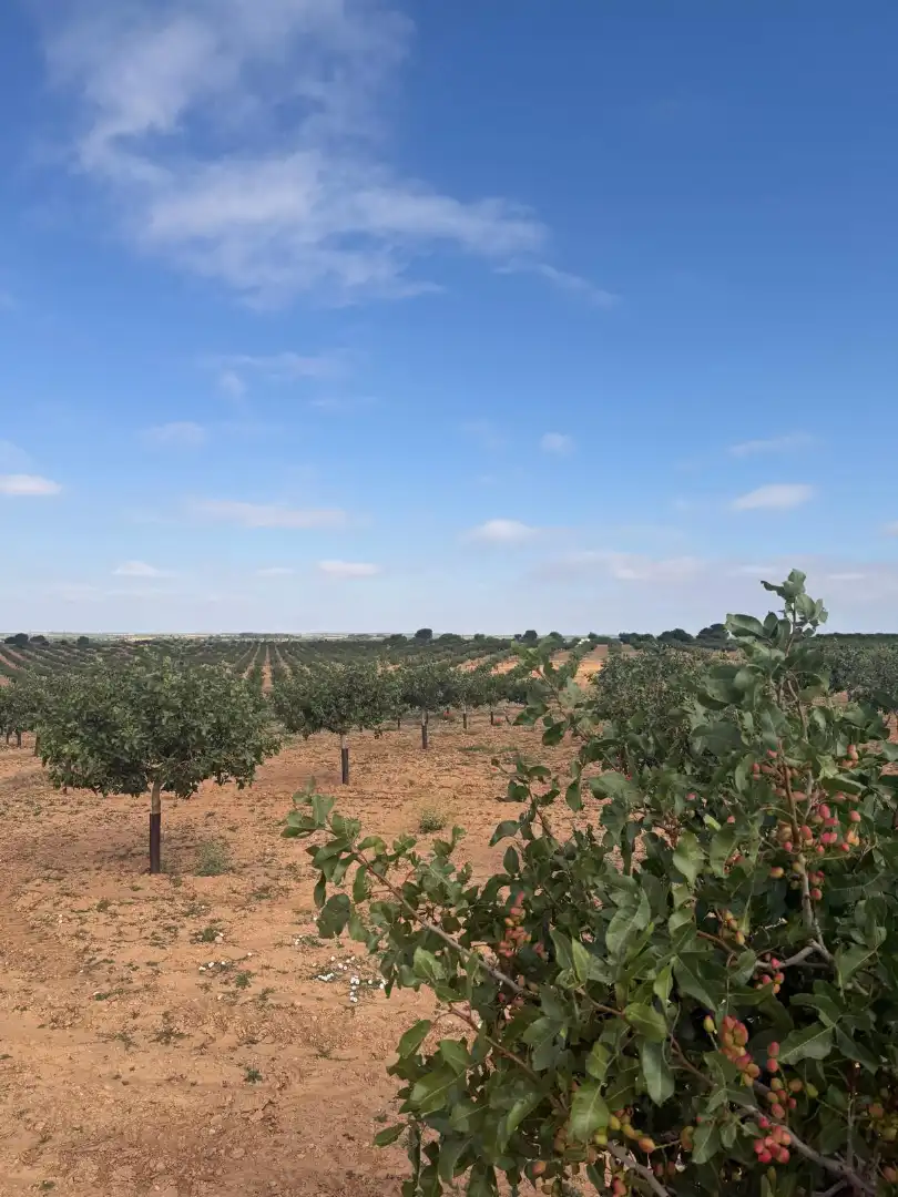Terreno en venta en Iniesta