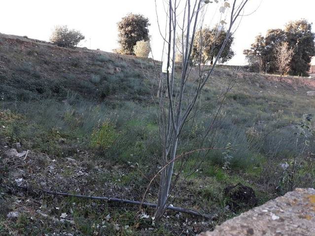 Terreno residencial en Venta en Ermita de la Tossa en Jorba