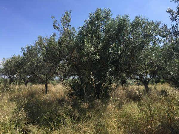 Terreno residencial en Venta en Sector Sau  en Sant Joan de Mollet