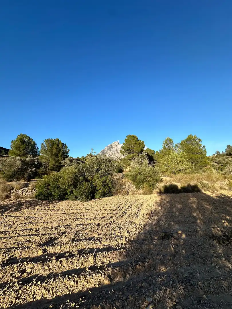 Terreny rústic en venda a CREMATS, imagen 14