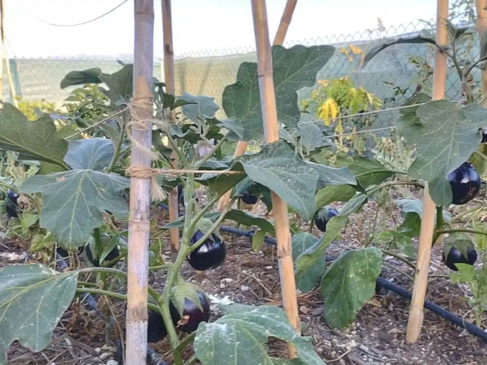 Garten von Grundstücke zur Miete in Candelaria