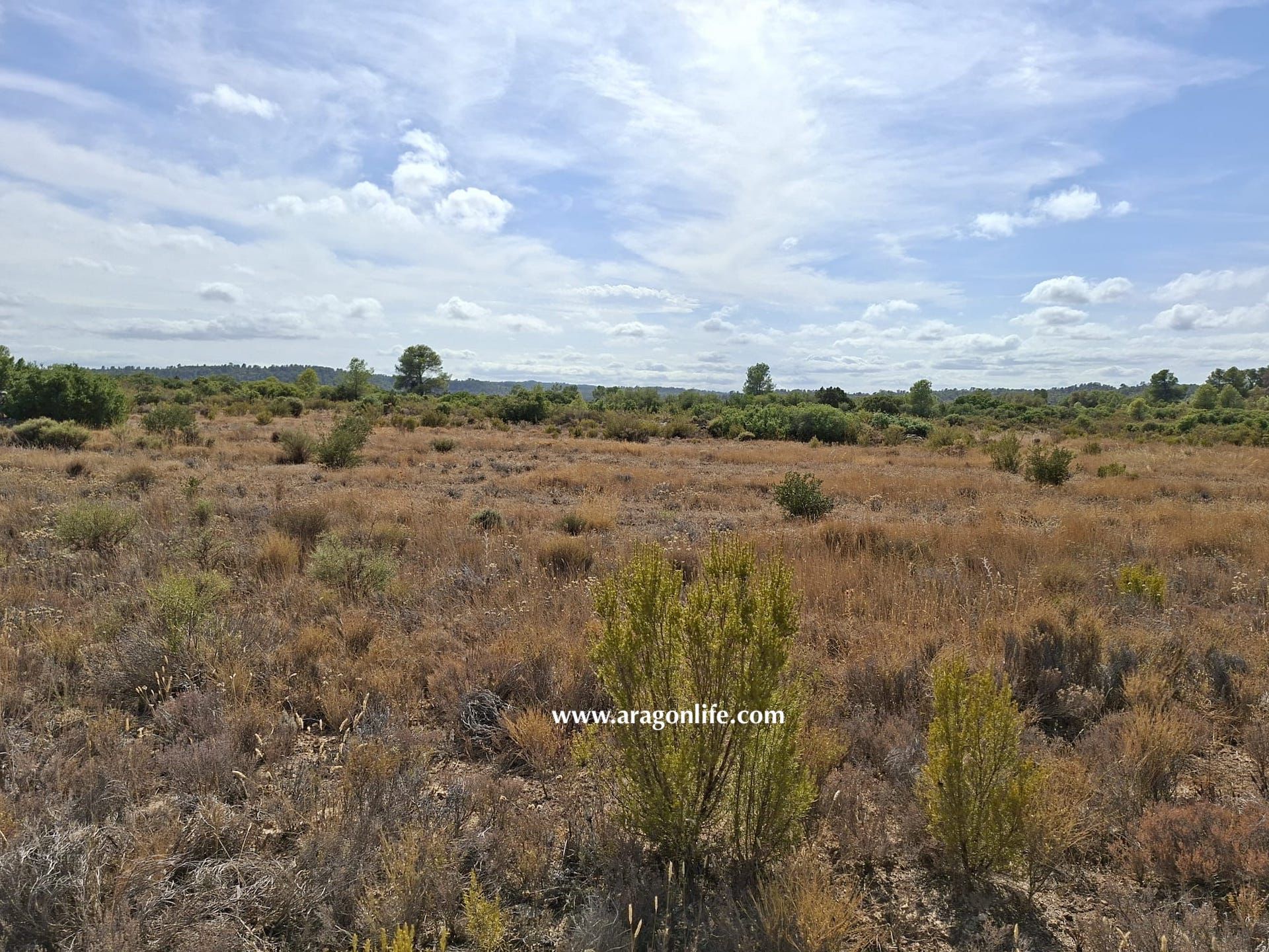 Land for sale in Maella