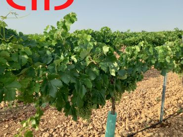 Terreno rustico in vendita a Tomelloso