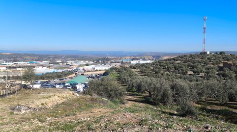 Se vende olivar en zona las Malvinas, frente a gasolinera Arenas Camacho, immagine 3