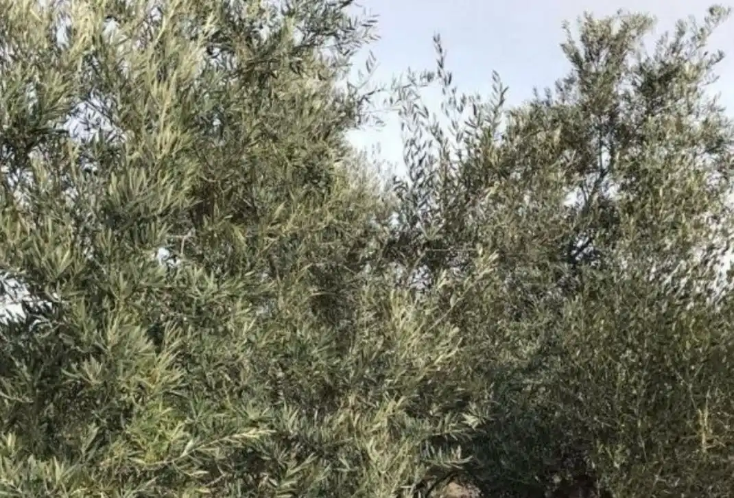 Terreni e lotti in vendita a Begíjar, imagen 6