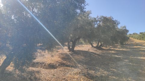 6,5 FANEGAS DE RIEGO, immagine 2