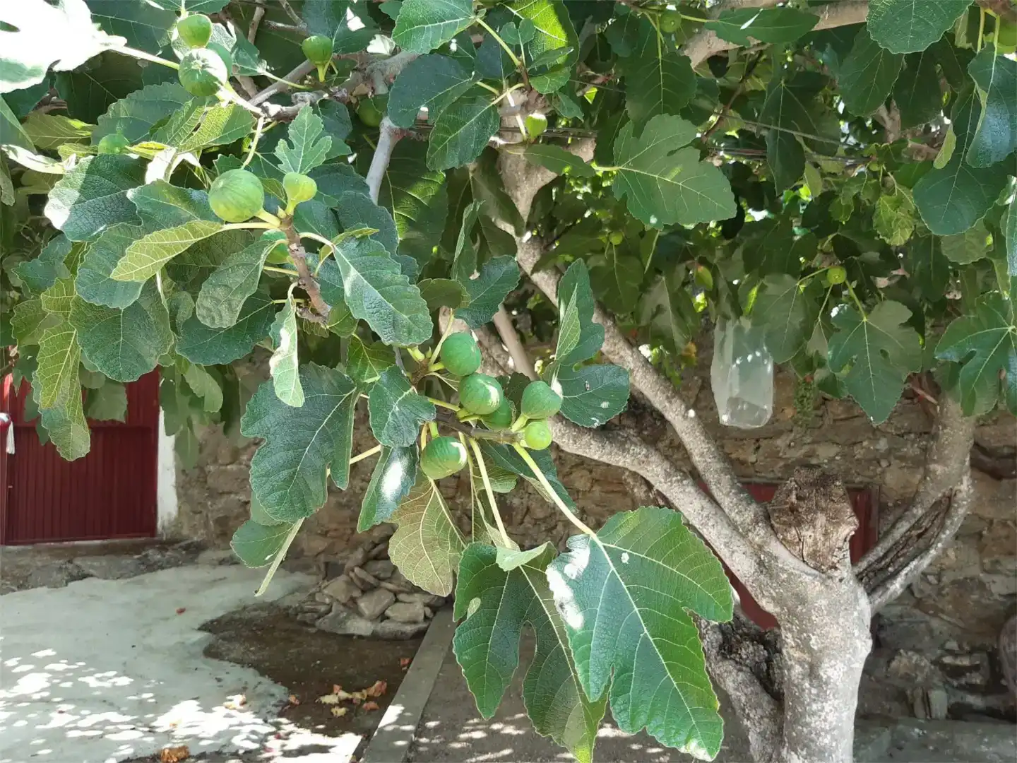 Jardí de Planta baixa en venda en Moraleja de Sayago amb Jardí privat
