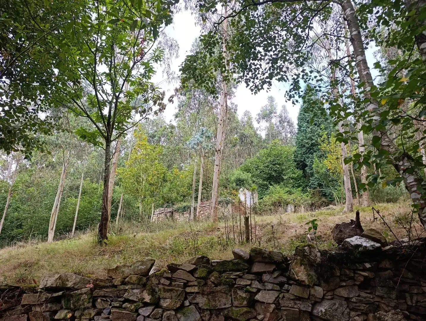 Country homes for sale in Pravia