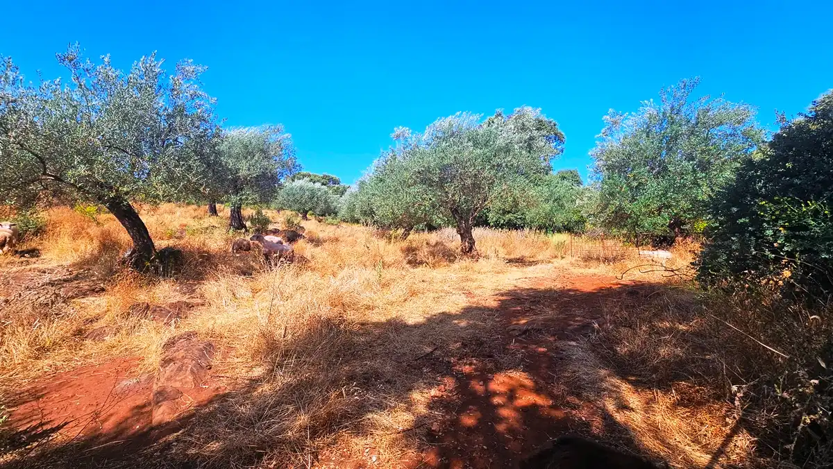 Terrenos y solares en venta en Dehesa 8, imagen 16