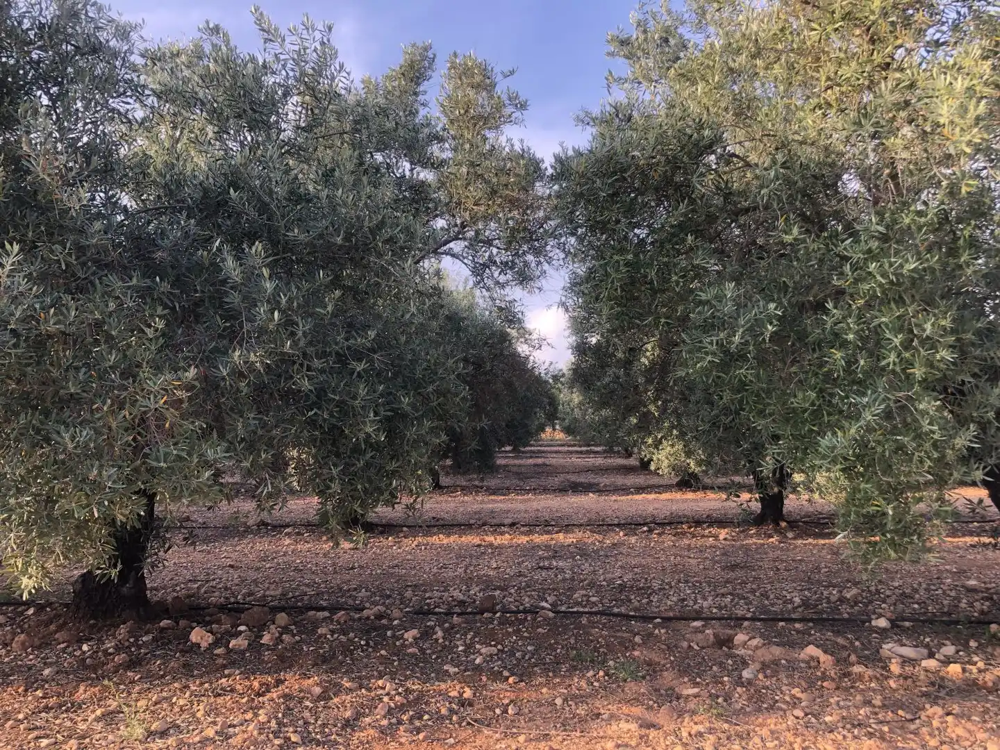 Terrenos y solares en venta en Hellín