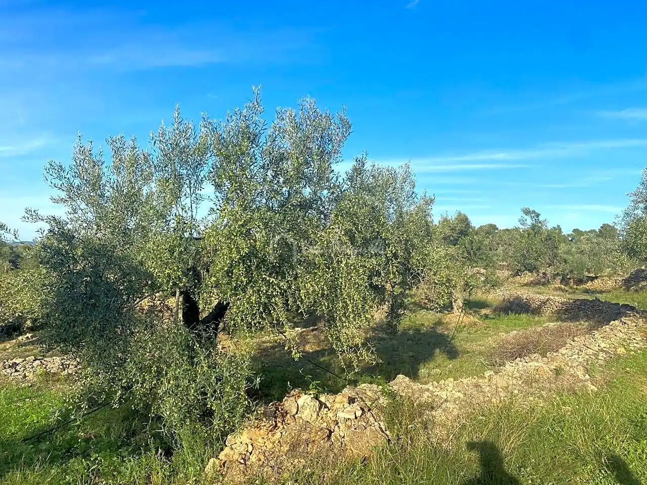 Terrain rustique à vendre à Burgà, imagen 14