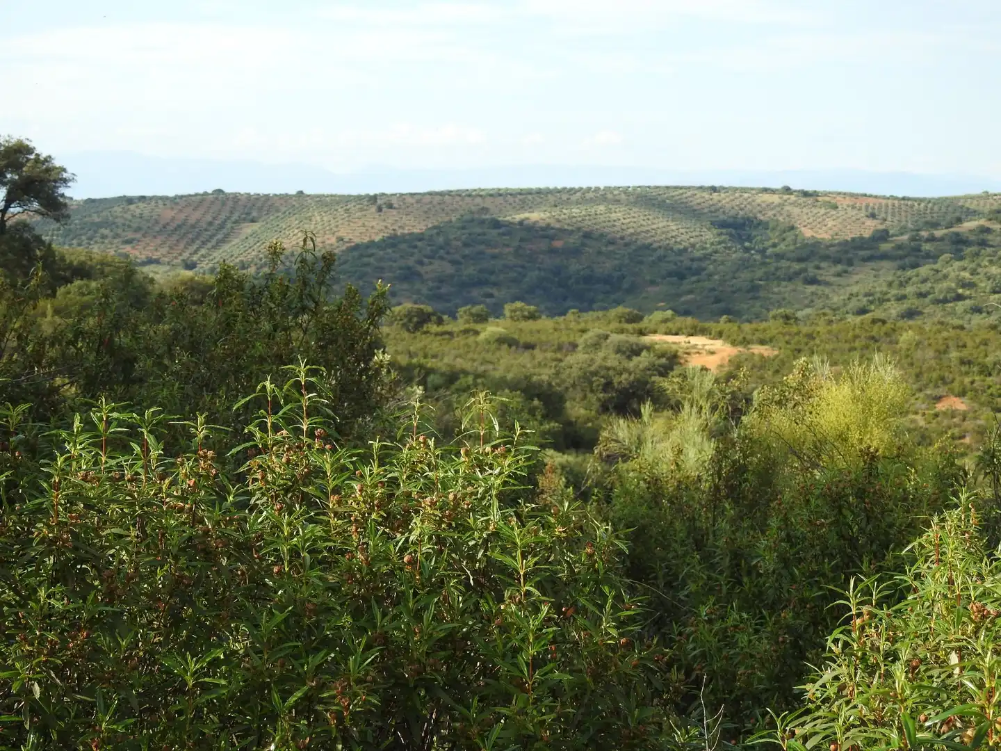 Land for sale in Belvís de la Jara
