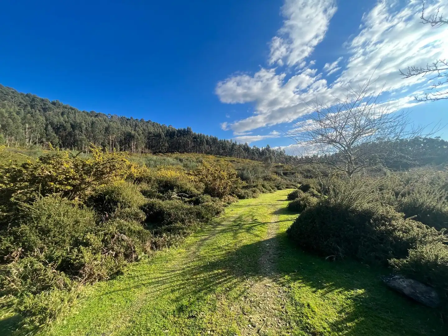 Terreno rustico in vendita a O Rosal, imagen 6