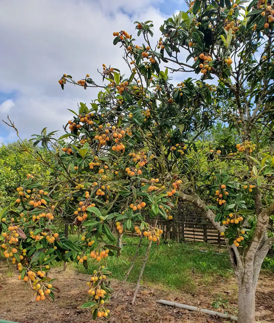 Jardín de Casa o chalet de alquiler en Sa Pobla con Calefacción, Jardín privado y Terraza