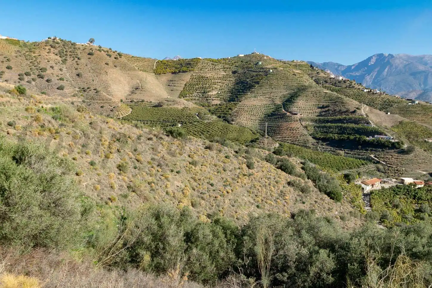 Terreno rústico en venta en Avda Pescia - Ctra de Frigiliana, imagen 2