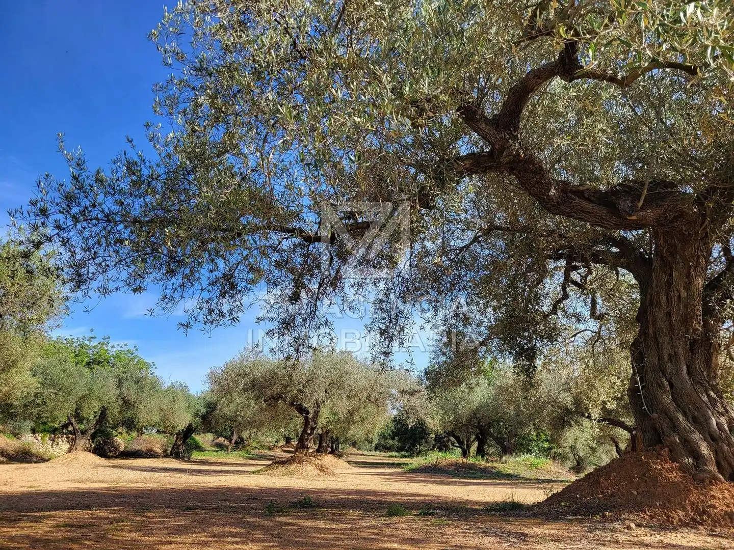 Terreno rustico in vendita a Traiguera, imagen 7
