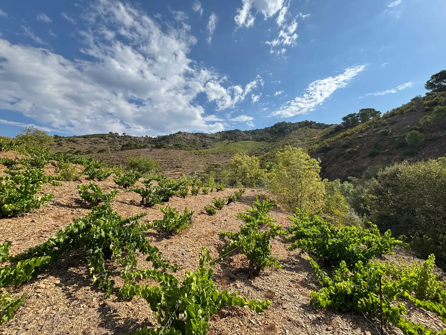 Terreno rústico en venta en Porrera, imagen 2
