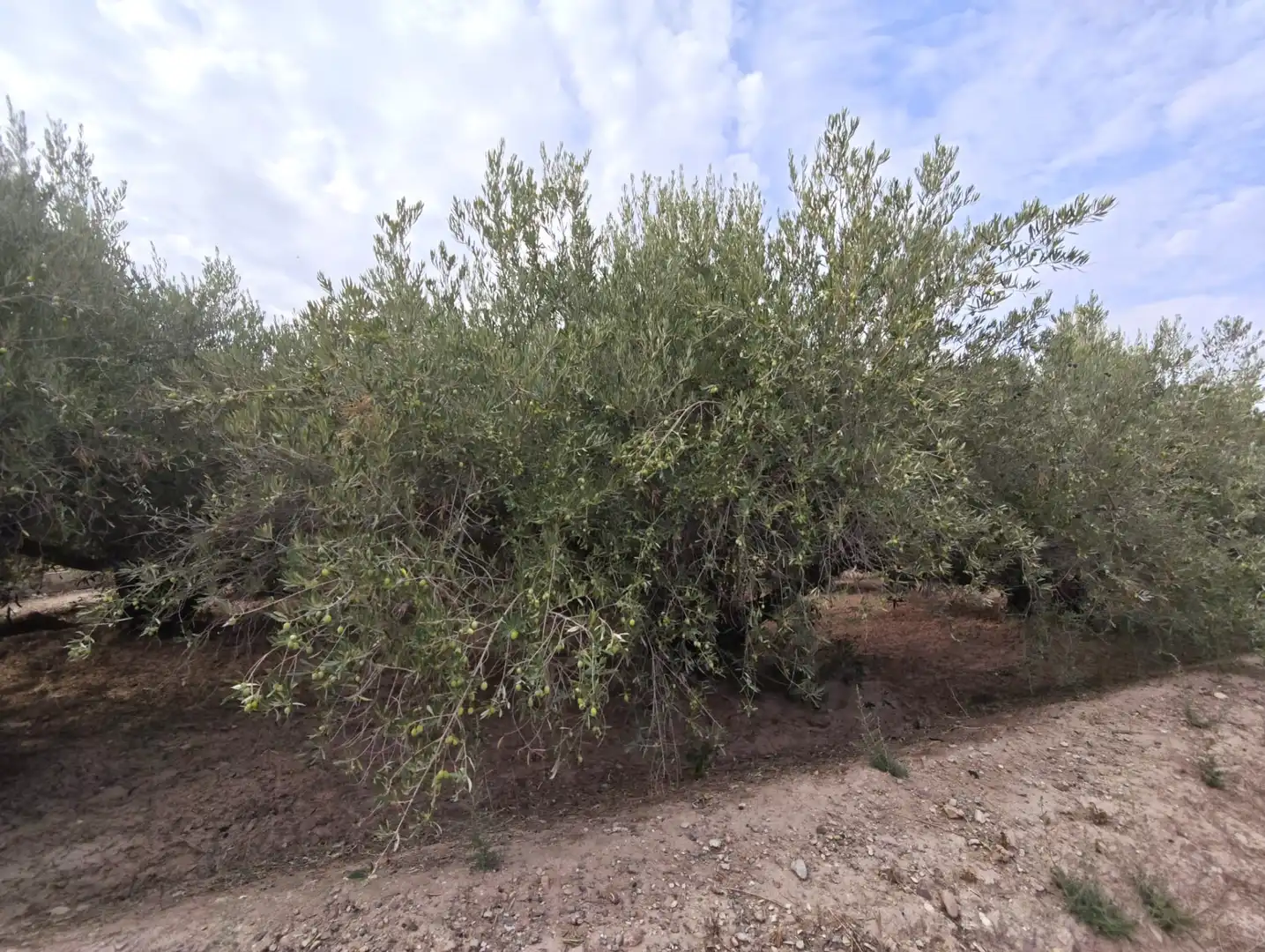 Terreno residencial en venta en Totana