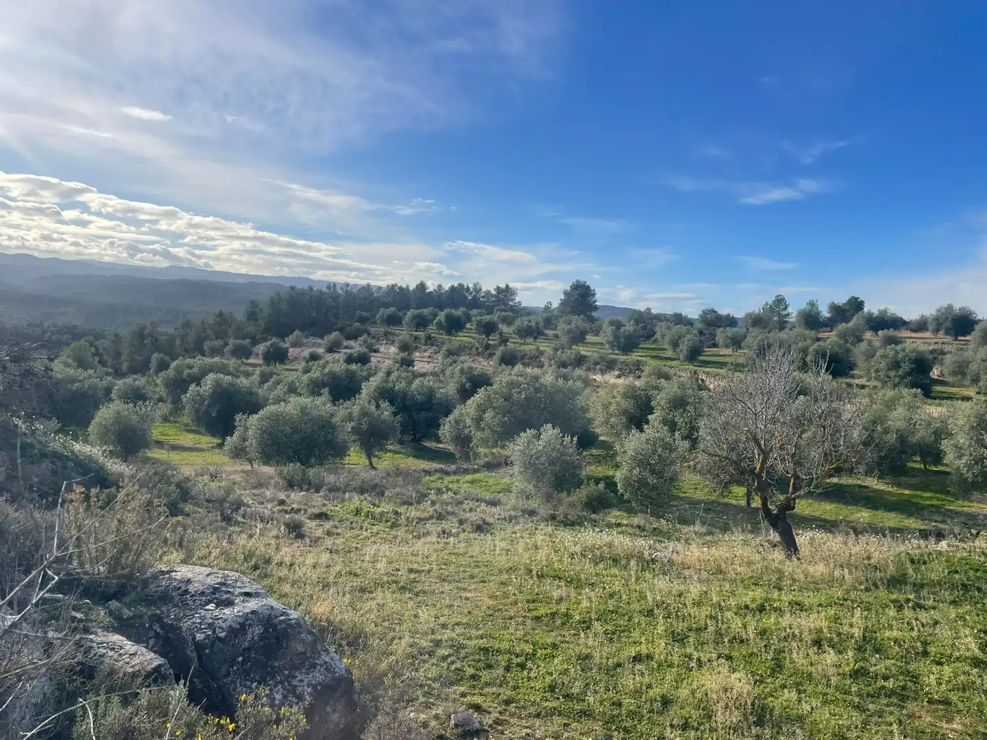 Rural land for sale in Cervià de Les Garrigues, imagen 16