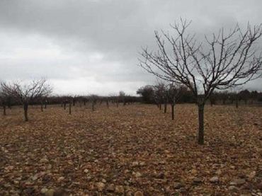 Terreno rústico en venta en Villaverde del Monte