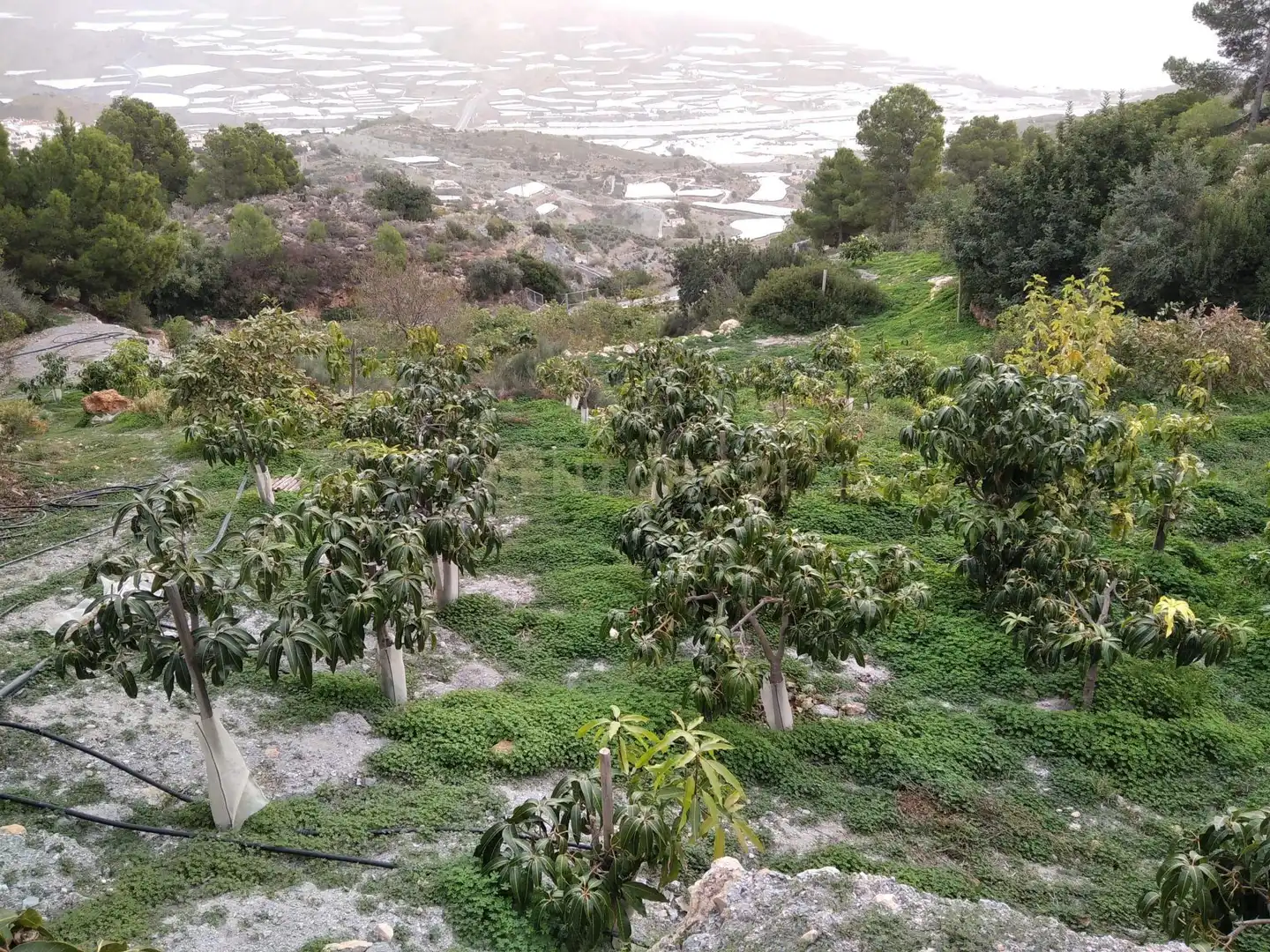 Terreni e lotti in vendita a PHPX+WF Gualchos, Spain, imagen 49
