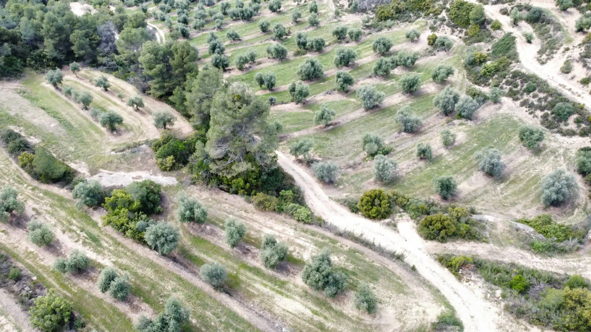 Land for sale in Juncosa