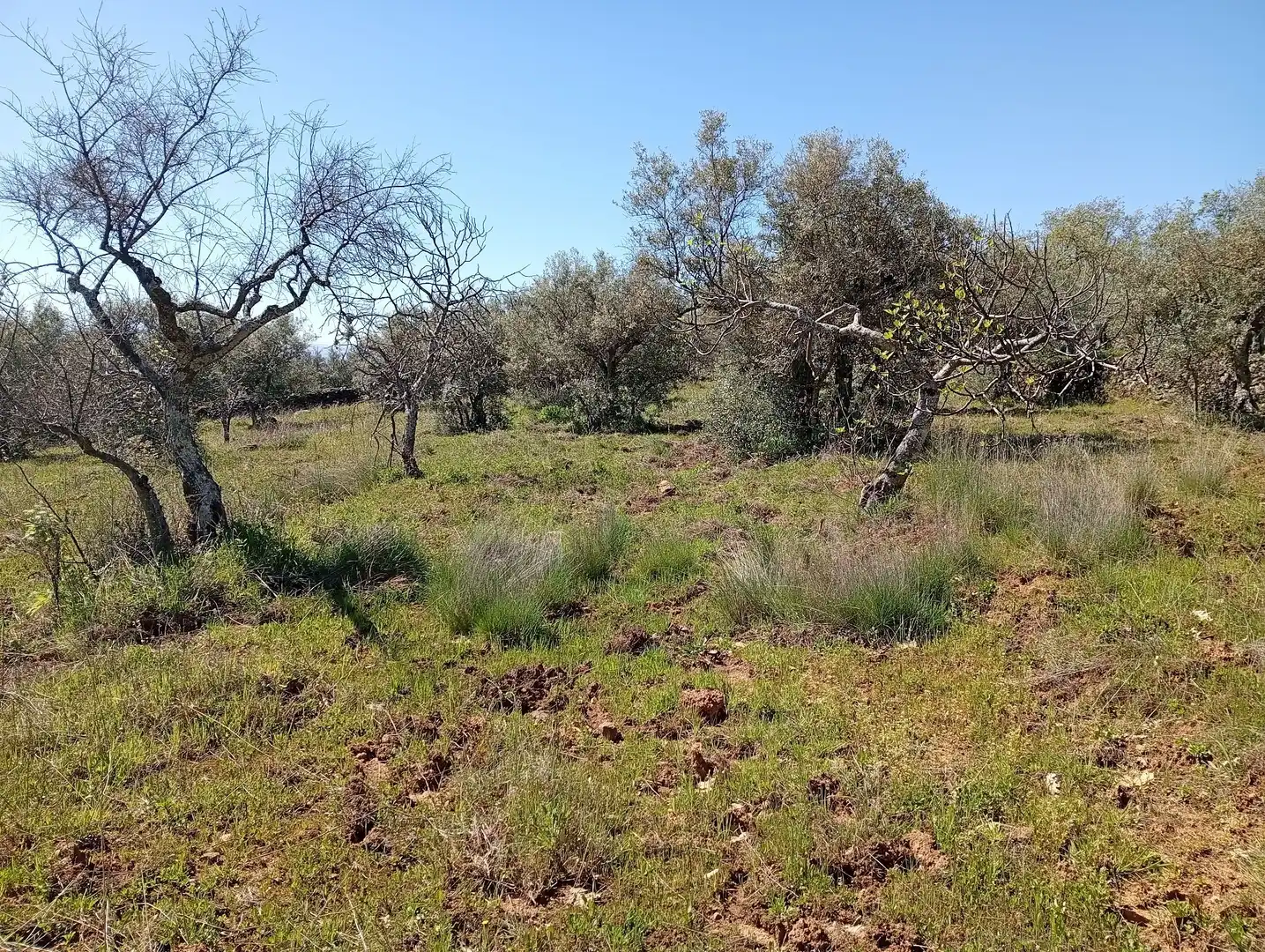 Terreni e lotti in vendita a Valverde de la Vera, imagen 14
