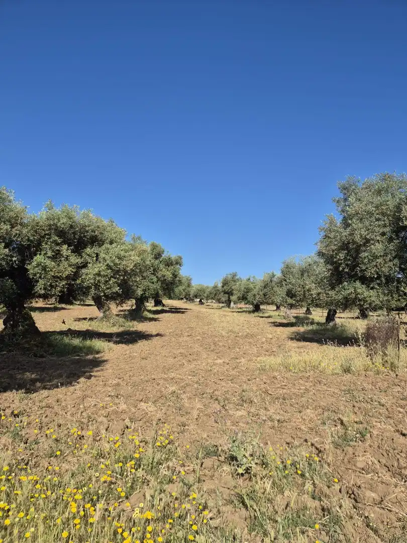 Finca rústica en venda a Fregenal de la Sierra